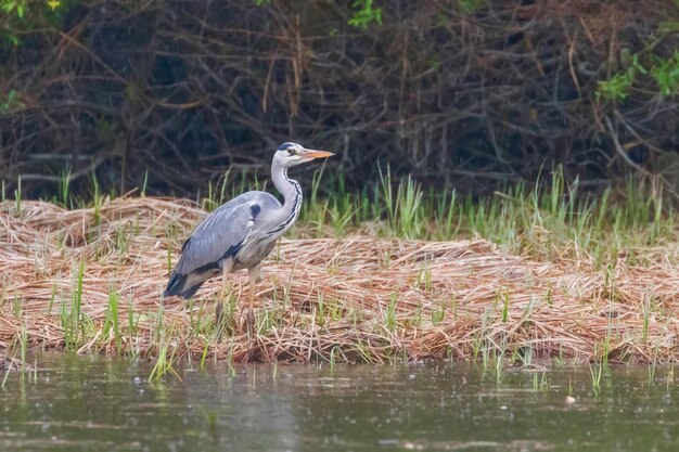 La garza real cazadora (Ardea cinerea) Garza gris Waters Edge