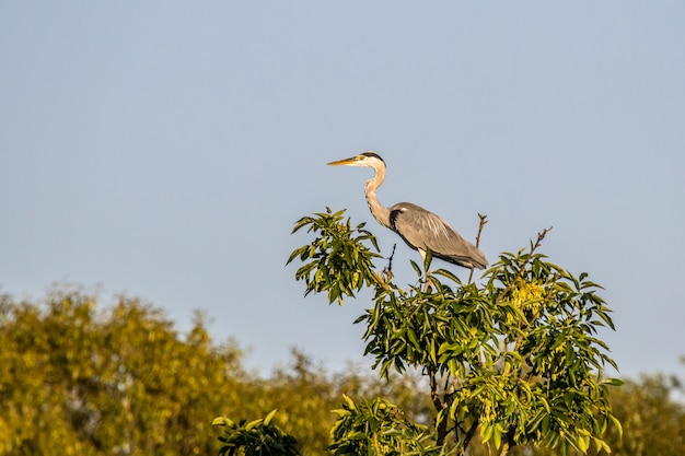 Garza real en la cima de un árbol