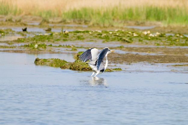 Garza real dentro de la laguna del río Po, paisaje italiano. Naturaleza