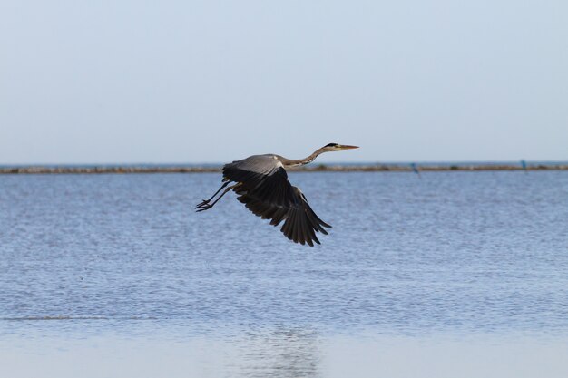 Garza real dentro de la laguna del río Po Panorama de naturaleza mínima