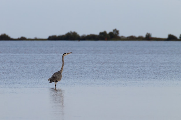 Garza real dentro de la laguna del río Po Panorama de naturaleza mínima