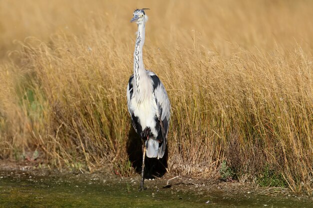 Garza real en hábitat natural