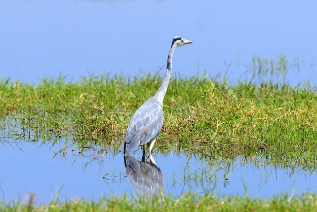 Garza real en una hierba en la costa del río