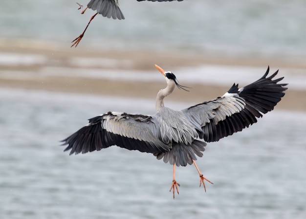 La garza real persigue a otro pájaro en el aire.