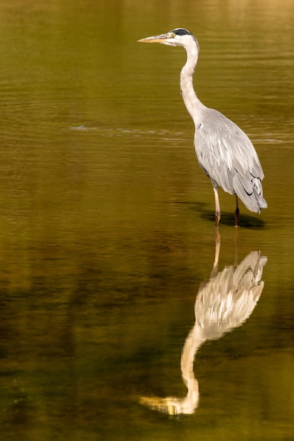 Garza real de pie en un lago en la hora dorada