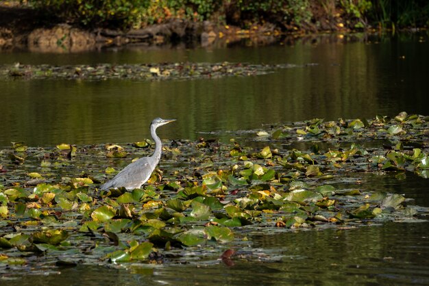 Garza real vadeando un lago en busca de peces por los nenúfares