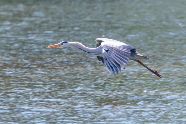 Garza real volando (Ardea cinerea) Vida silvestre en hábitat natural.