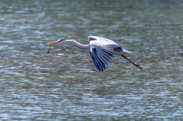 Garza real volando (Ardea cinerea) Vida silvestre en hábitat natural.