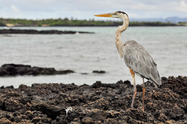 Una garza en las rocas