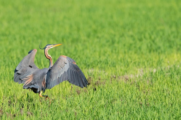 Una garza roja sobre la hierba verde