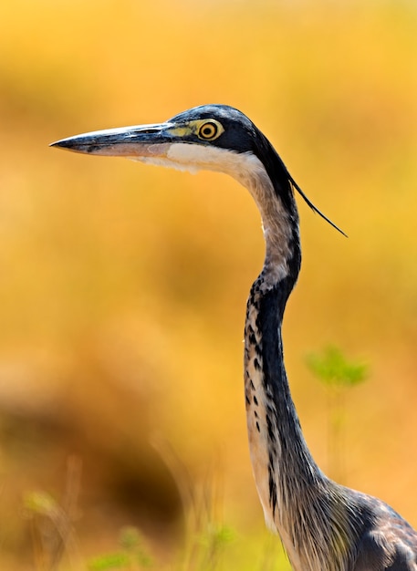 Garza en la sabana africana en Kenia