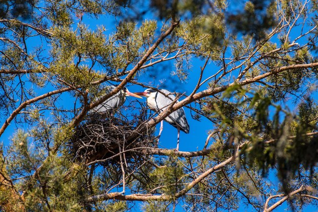 Una garza se sienta en la rama de un árbol cerca de su nido.