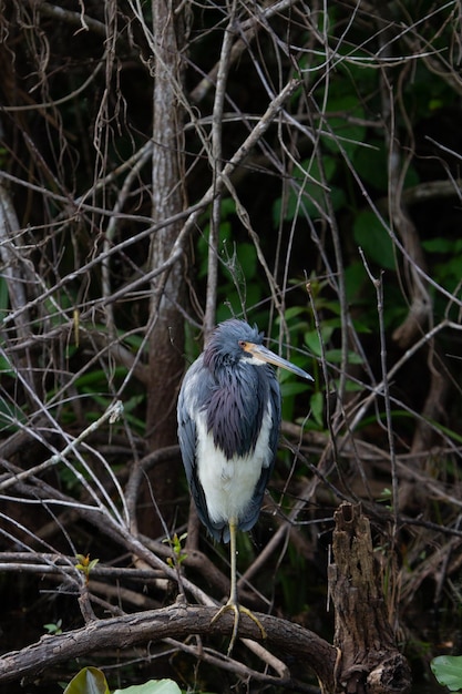 Garza tricolor encaramada en una rama mientras miraba alrededor. Encontrado en Everglades, Florida, EE. UU.