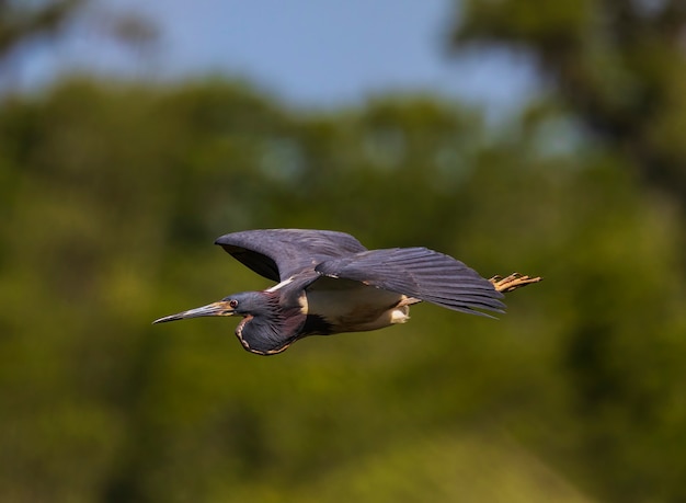 Garza tricolor en vuelo contra un fondo verde lejano