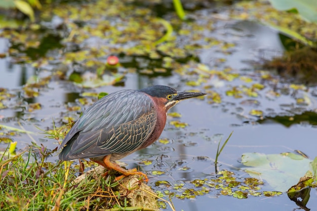 garza verde