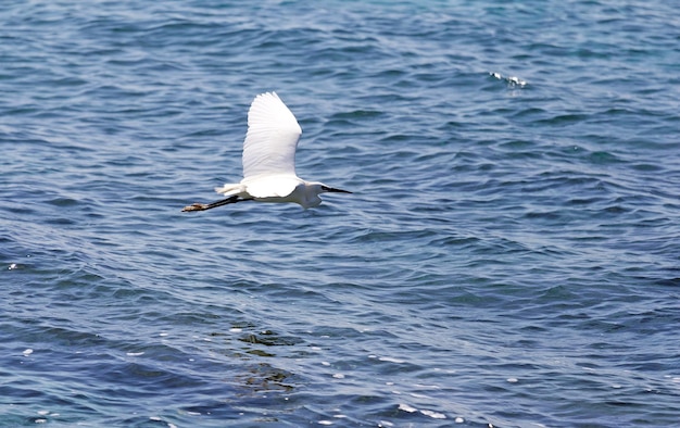 Garza volando sobre el mar