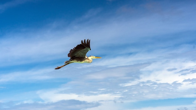 Garza volando sobre la playa en Maldivas.