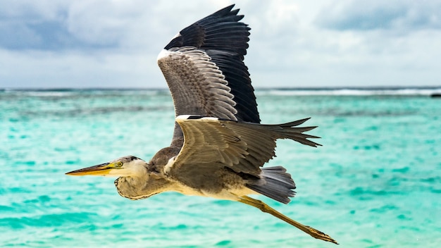 Garza volando sobre la playa en Maldivas.