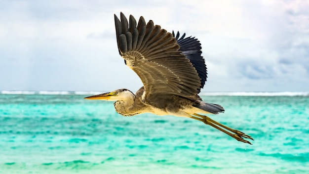 Garza volando sobre la playa en Maldivas.