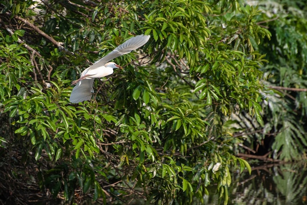 Garza, vuelo agraciado de una hermosa garza en Brasil. Enfoque selectivo.