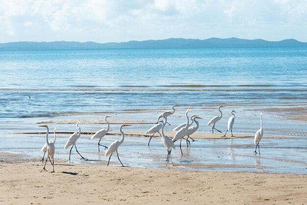 Foto las garzas blancas en el borde de una playa los pájaros marinos en busca de comida