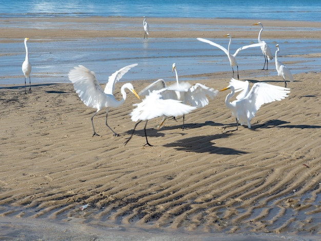 Foto las garzas en el borde de una playa en busca de comida seabird