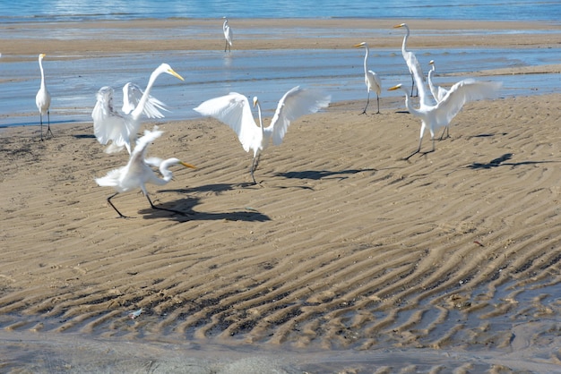 Las garzas en el borde de una playa en busca de comida Seabird