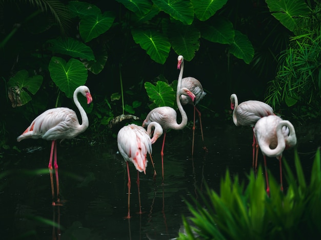 Garzas En El Bosque Profundo