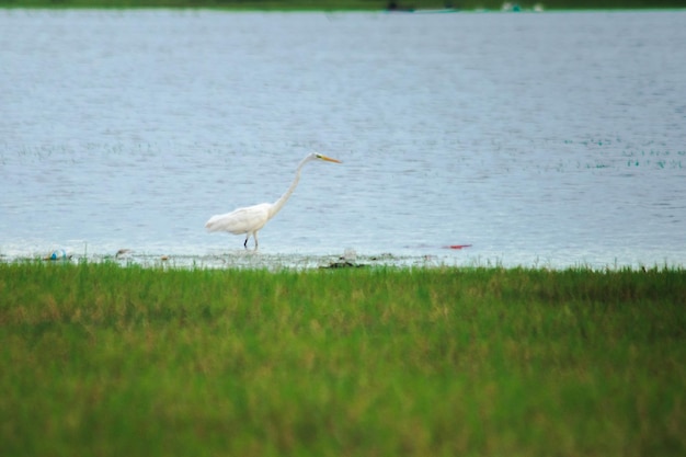 Foto las garzas buscan alimento en el agua