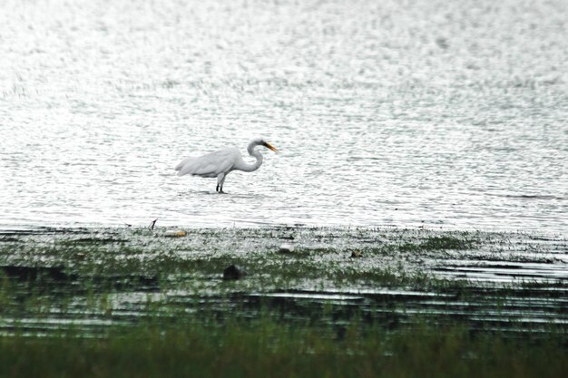 Foto las garzas buscan alimento en el agua