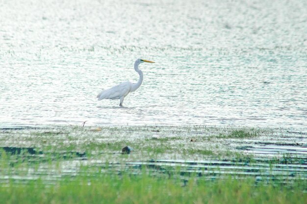 Foto las garzas buscan alimento en el agua