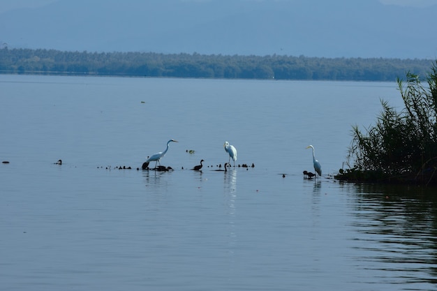 garzas de mexiko