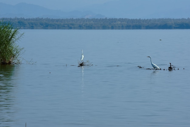 garzas de mexiko