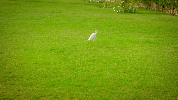 Garzas egipcias caminando sobre la hierba