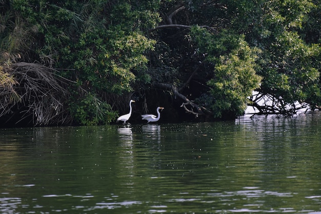 garzas en laguna