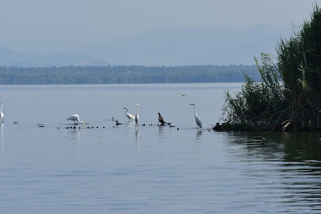 garzas en laguna