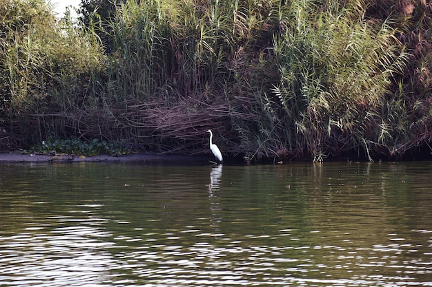 garzas en laguna