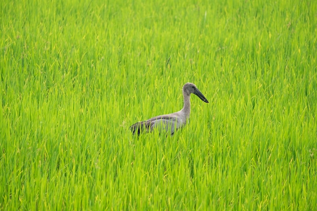 Las garzas encuentran comida en medio de arrozales.