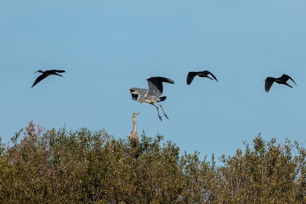 Las garzas y los ibis negros en su entorno natural