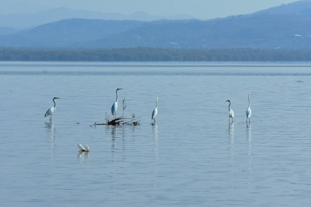 garzas en laguna