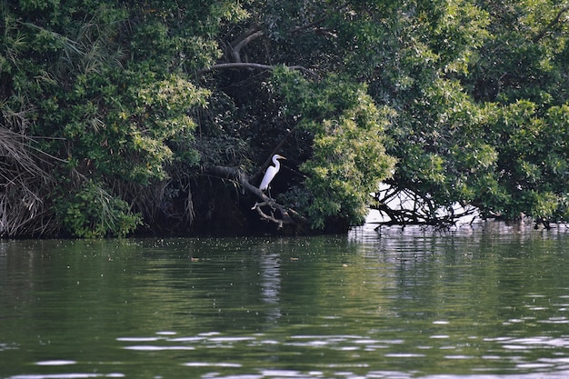 garzas en laguna