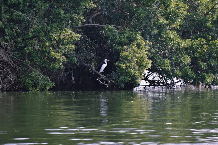 Foto garzas en laguna