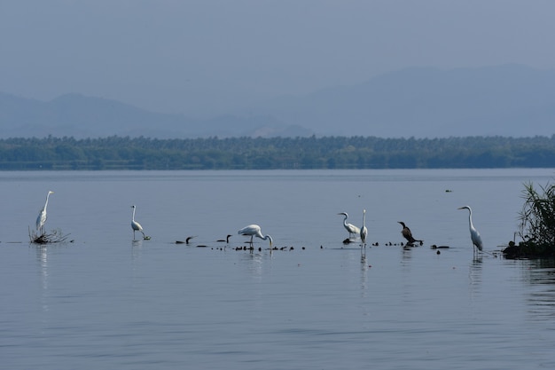 garzas en laguna