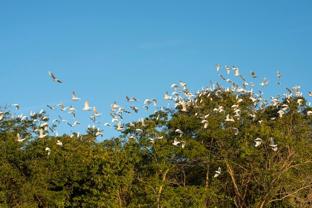 Garzas reunidas en cría Ardeidae