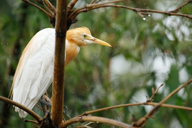 Garzas salvajes sentados en un árbol en el bosque