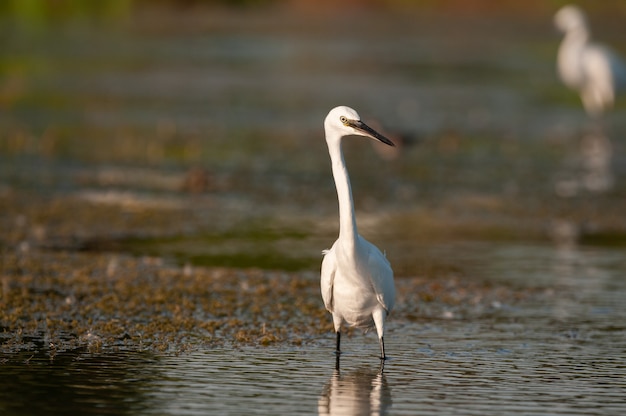 Garzetta garzetta Egretta no lago. Fechar-se.