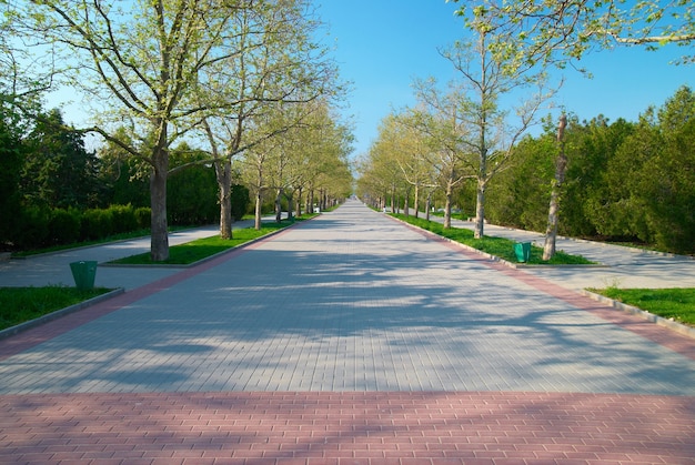 Gasse im grünen sonnigen Park mit Gras und Bäumen