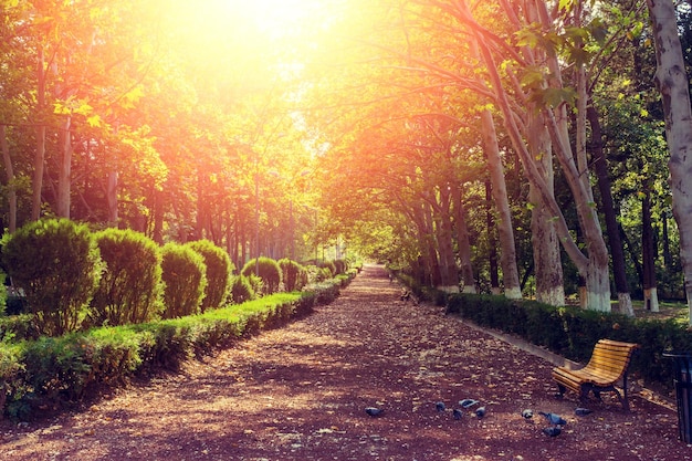 Gasse im Herbstpark Botanischer Garten in Tiflis Georgien