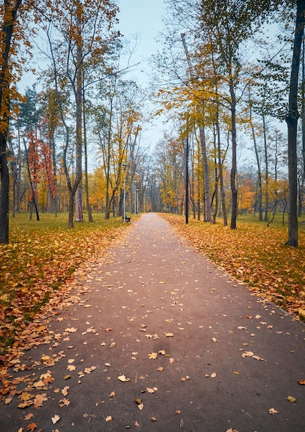 Gasse im Herbstpark mit bunten Bäumen.