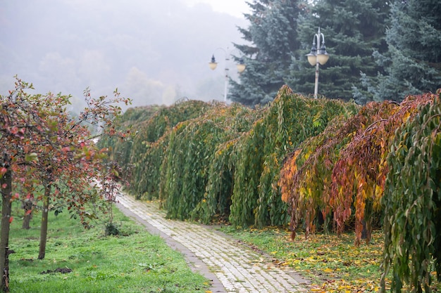 Gasse im nebligen Park. Herbst, Regenwetter